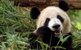 buzzfeed panda