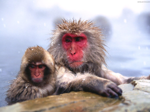 make-up blush monkey